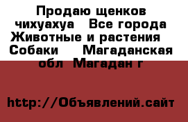 Продаю щенков чихуахуа - Все города Животные и растения » Собаки   . Магаданская обл.,Магадан г.